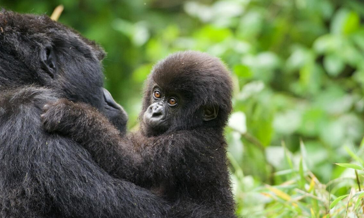Meet the Munyaga Gorilla Group in Virunga National Park