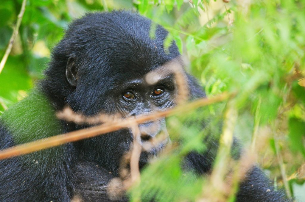 Explore Nyakagezi Gorilla Group in Mgahinga National Park