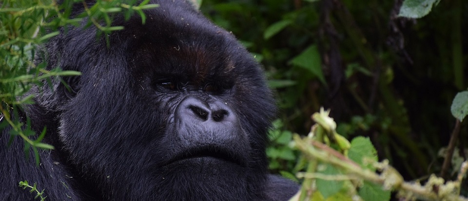 Rushaga Gorilla Families