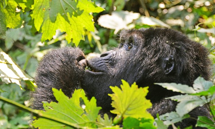 Rushegura Gorilla Group - Premier Trekking Experience in Bwindi