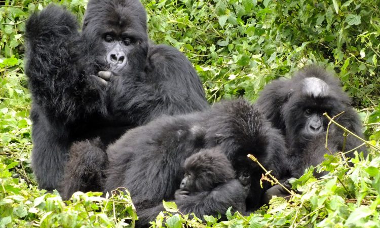 Sabyinyo Gorilla Group - Top Trekking Experience in Volcanoes National Park