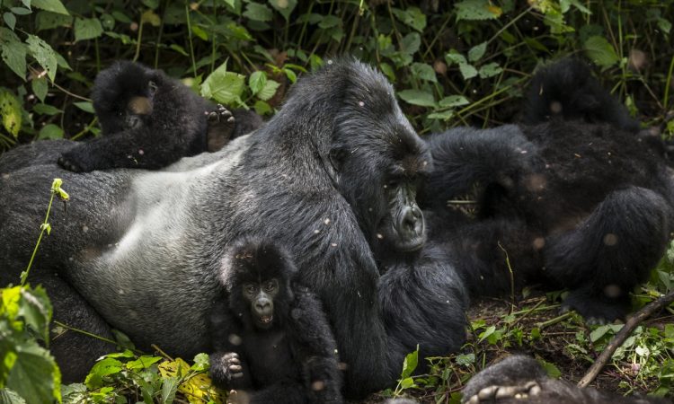 Susa Gorilla Group - Top Choice for Trekking in Volcanoes National Park