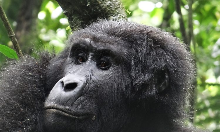 The Different Gorilla Species & Types Of Gorillas in Africa