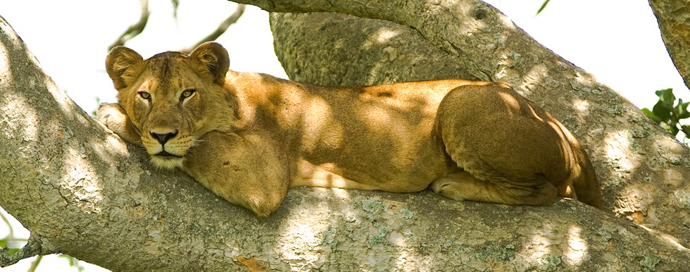 The Tree Climbing Lions of Ishasha
