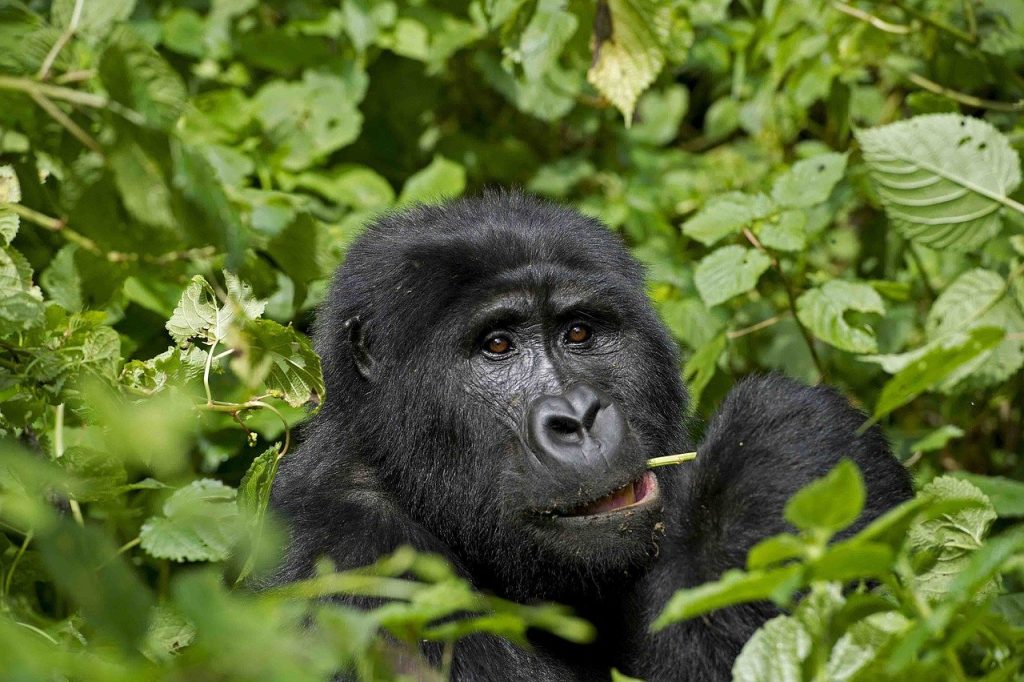 A Comprehensive Guide for Booking Kigali to Bwindi Gorilla Tours