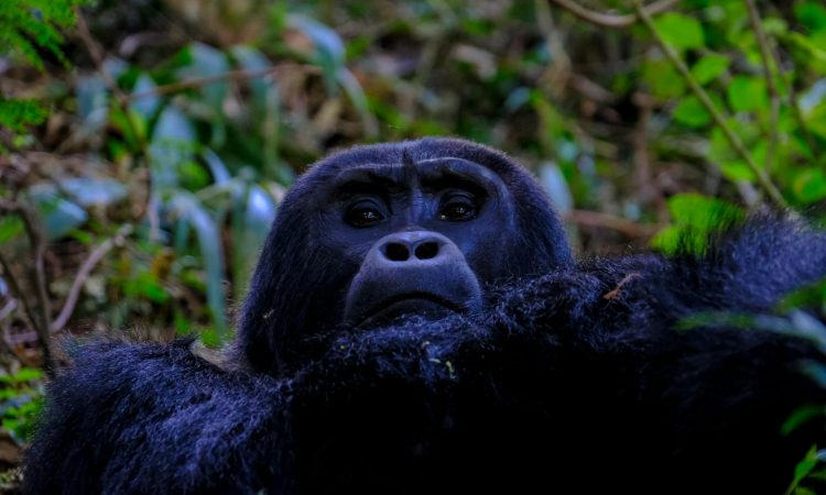 Guide to Congo Gorilla Permits - Price, Availability, and Booking