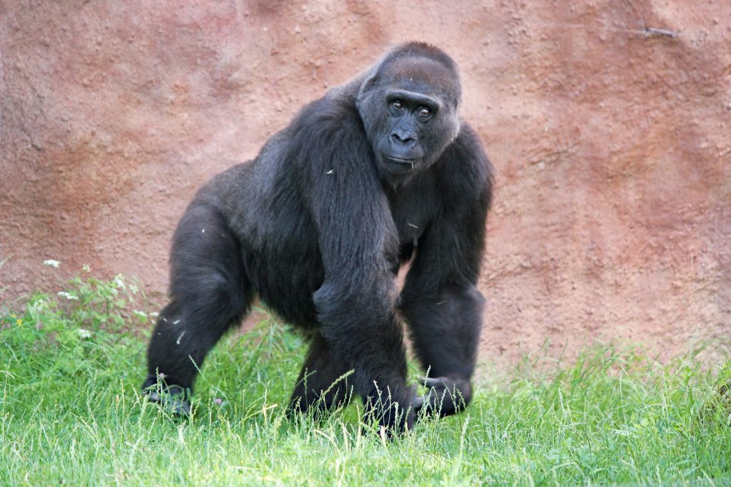 Western Lowland Gorillas
