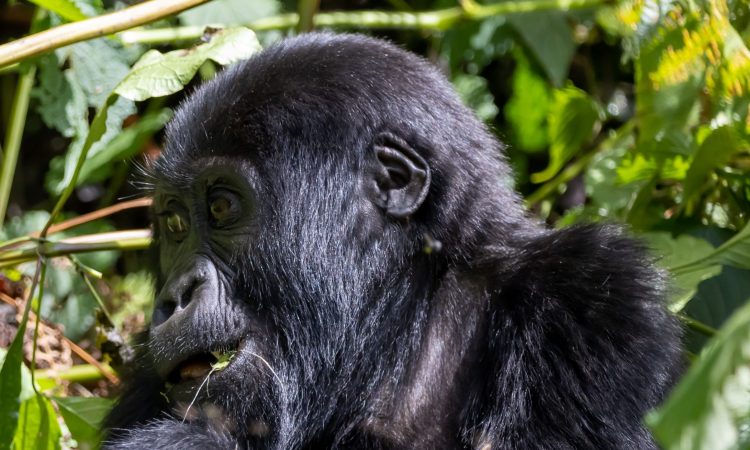 Cost of Gorilla Trekking in Uganda - Permit Prices & Budget Tips for 2025/2026