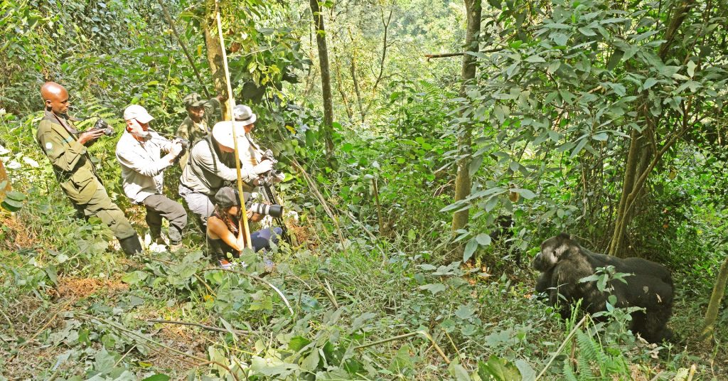 Best Time to Visit Bwindi - Gorilla Trekking & Wildlife Viewing Guide