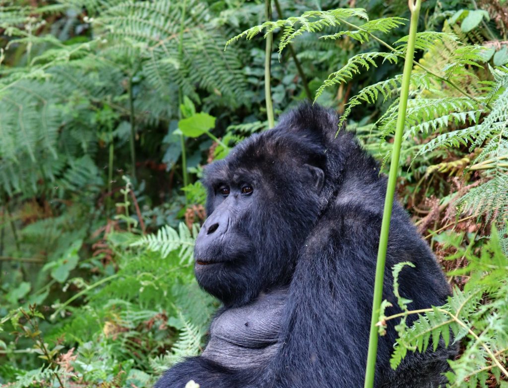 Gorilla Groups in Ruhija Sector