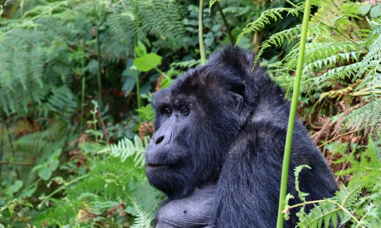 Gorilla Groups in Ruhija Sector