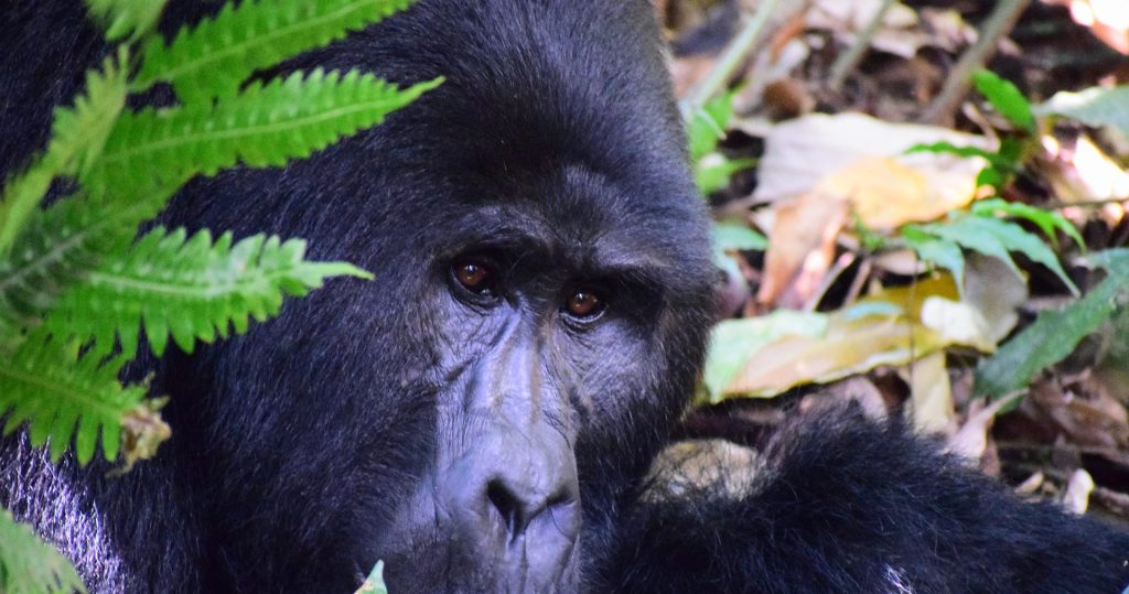 All About Silverback Gorillas - Facts, Size, Weight & Behavior