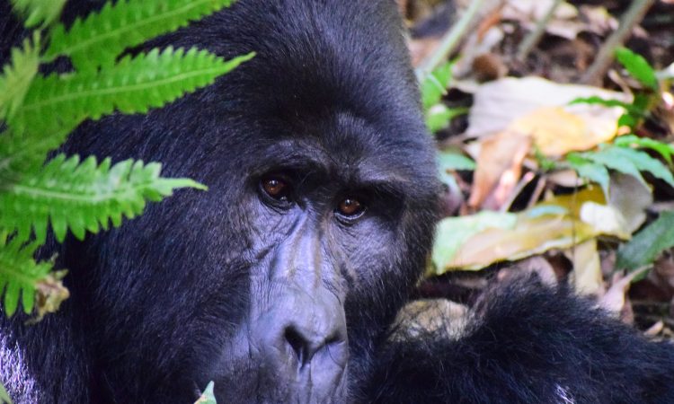 All About Silverback Gorillas - Facts, Size, Weight & Behavior