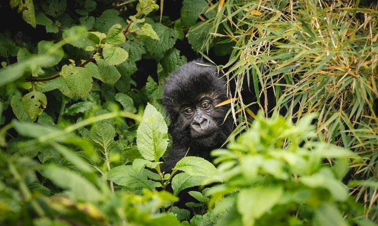 Bwindi Impenetrable National Park - Gorilla Safaris, Location & Facts