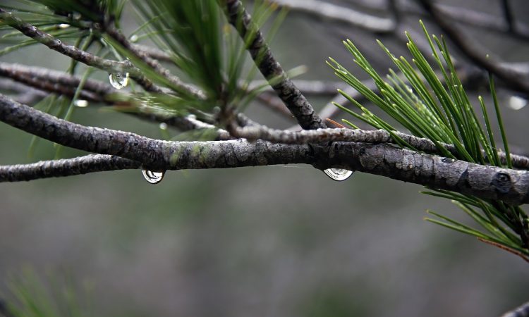 Gorilla Trekking in the Rain - Benefits & What to Expect