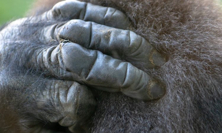 Minimum Age Limit for Gorilla Trekking - Guidelines & Exceptions