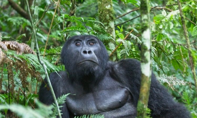 Essential Gorilla Trekking Equipment & Gear - Your Complete Packing Guide