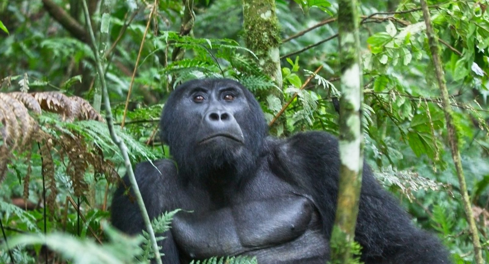 mountain-gorilla-adaptations-survival-strategies-explained