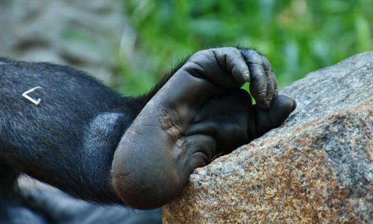 Surviving a Gorilla Attack - Essential Tips for Gorilla Trekking Safety