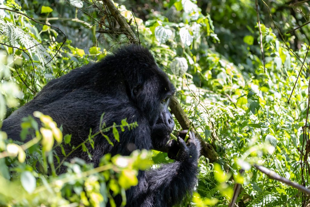 Uganda Gorilla Permit Information - Cost, Availability & Discounts 2025/26
