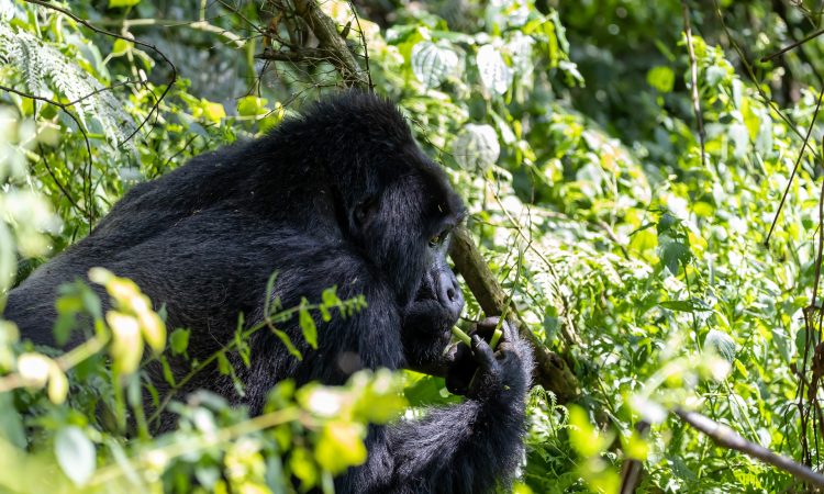 Gorilla Trekking in Bwindi National Park