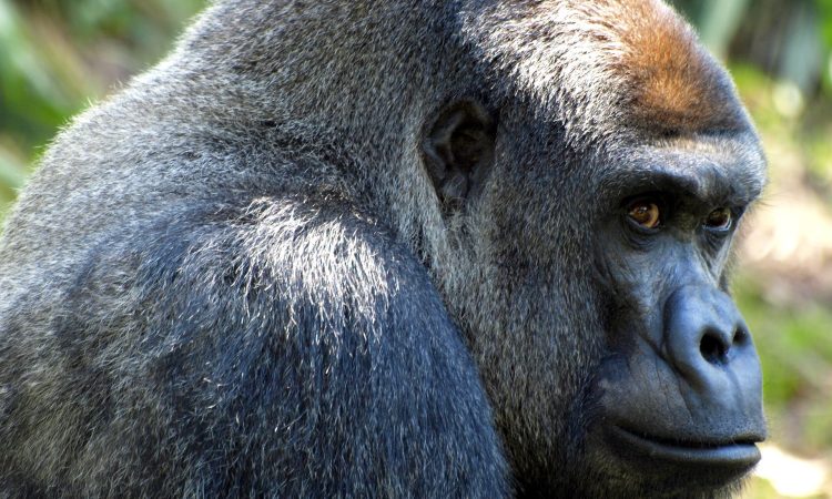 Why Gorillas Are Poached - Understanding the Motivations & Impacts