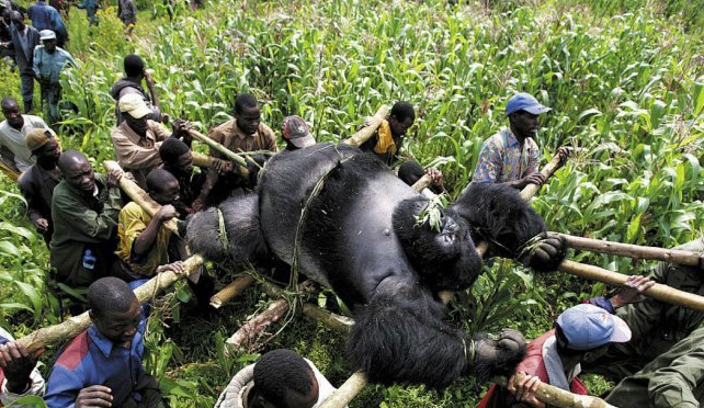 Why Gorillas Are Poached - Understanding the Motivations & Impacts