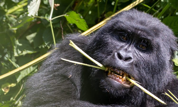Why Mountain Gorillas Were Going Extinct - Causes & Conservation Efforts