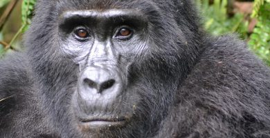 Benefits of Gorilla Trekking Tourism