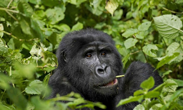 Explore Ruhija Sector - Gorilla Families & Trekking in Bwindi