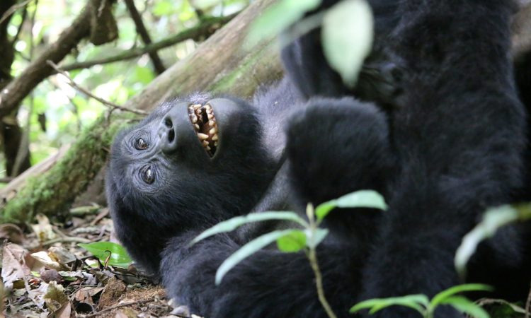Gorilla Trekking Activity
