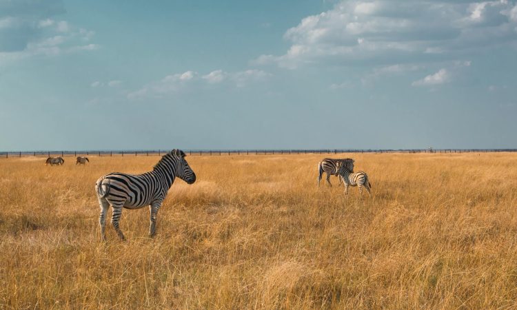 Lake Mburo National Park - Wildlife Safaris, Entry Fees & Accommodation Guide