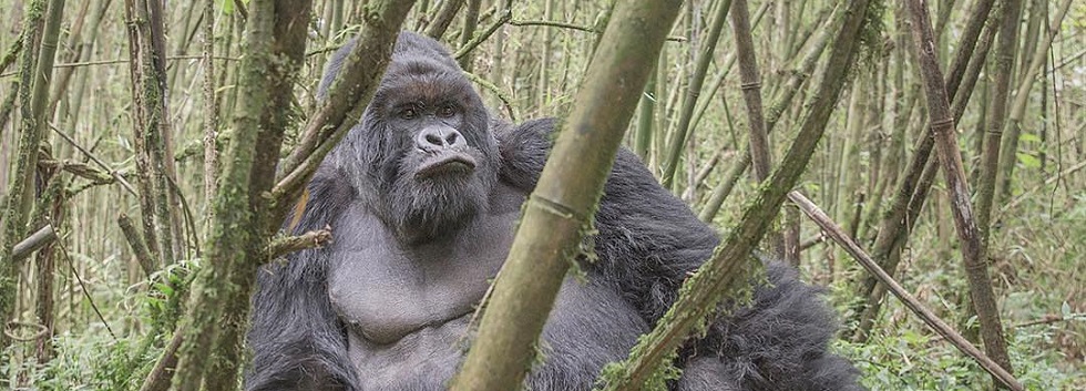 Muhoza Gorilla Group