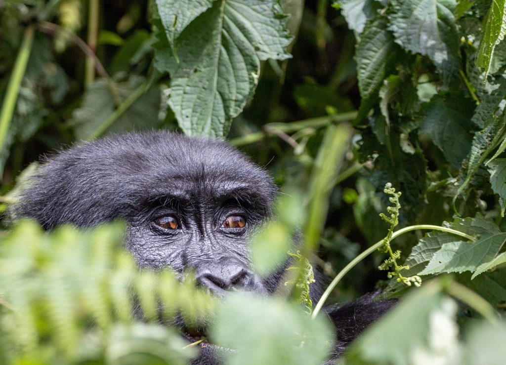 Uganda Gorilla Permit Information - Cost, Availability & Discounts 2025/26
