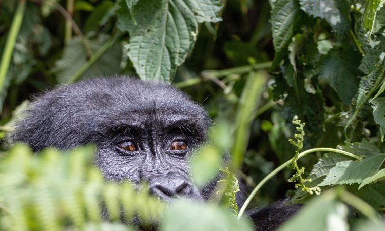Nkuringo Sector of Bwindi - Gorilla Families & Trekking Guide