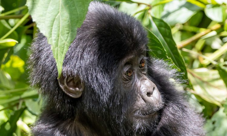 Roles & Importance of Gorillas in the Ecosystem - Conservation Insights
