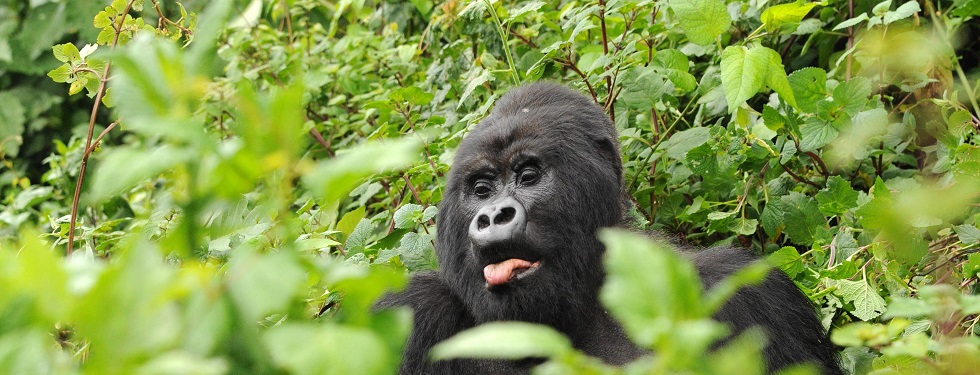 Sabyinyo Gorilla Group