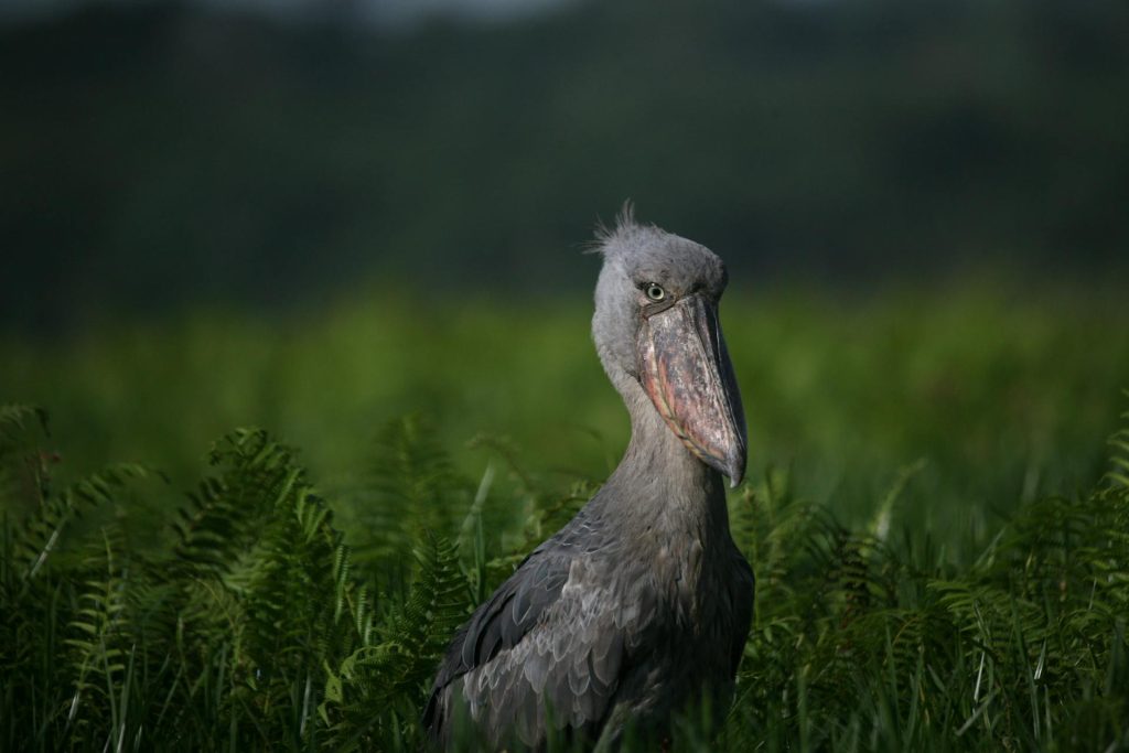 Semuliki Valley National Park