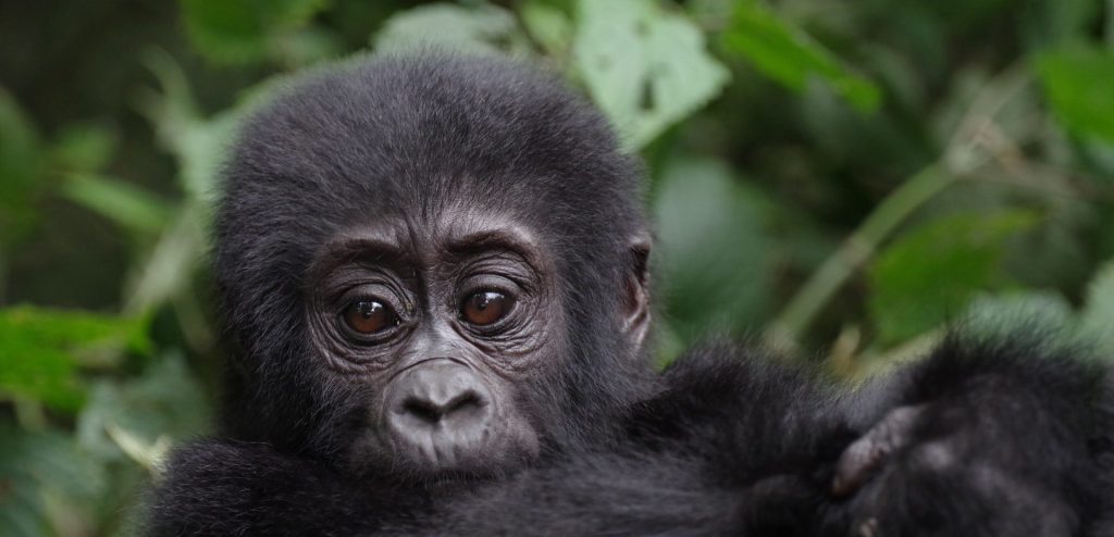 Affordable Gorilla Trekking