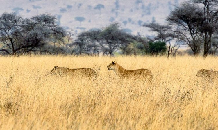 10 Days Affordable Tanzania Group Safari Holiday