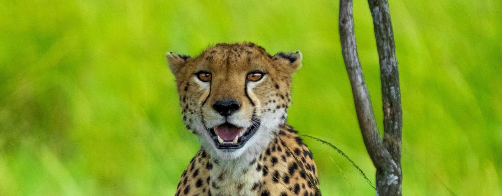 6-Day Rwanda Gorilla Adventure & Serengeti Wildlife Safari