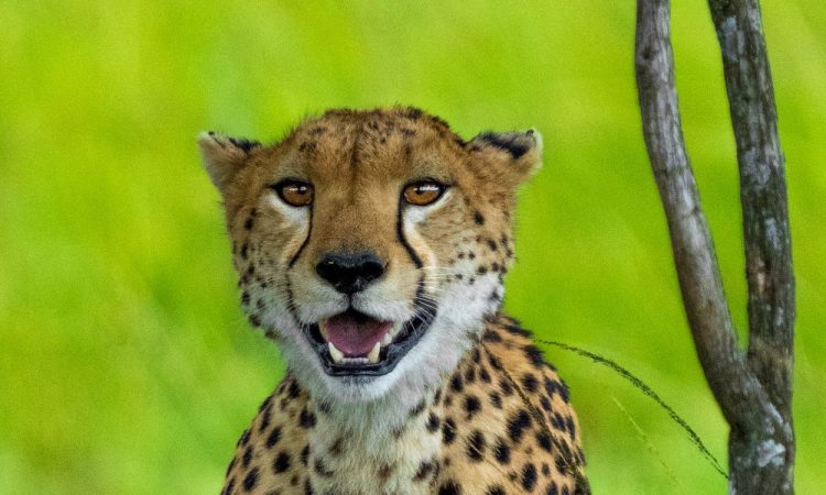 6-Day Rwanda Gorilla Adventure & Serengeti Wildlife Safari