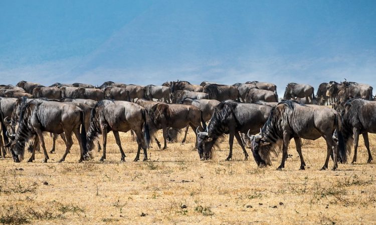 9-Day Bwindi Gorillas, Maasai Mara & Serengeti Safari Adventure