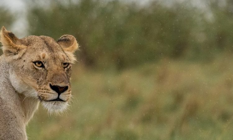 12 Days Affordable Kenya Group Safari Holiday - Join Now