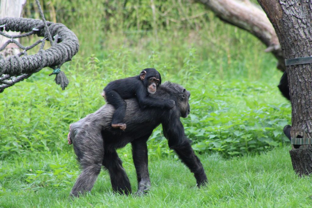 3-Day Bonobo Chimpanzee Trekking in DR Congo - Lola ya Bonobo Adventure