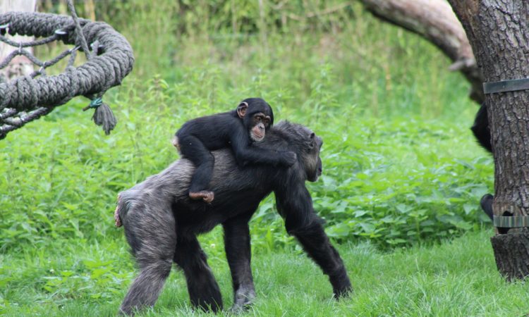 3-Day Bonobo Chimpanzee Trekking in DR Congo - Lola ya Bonobo Adventure