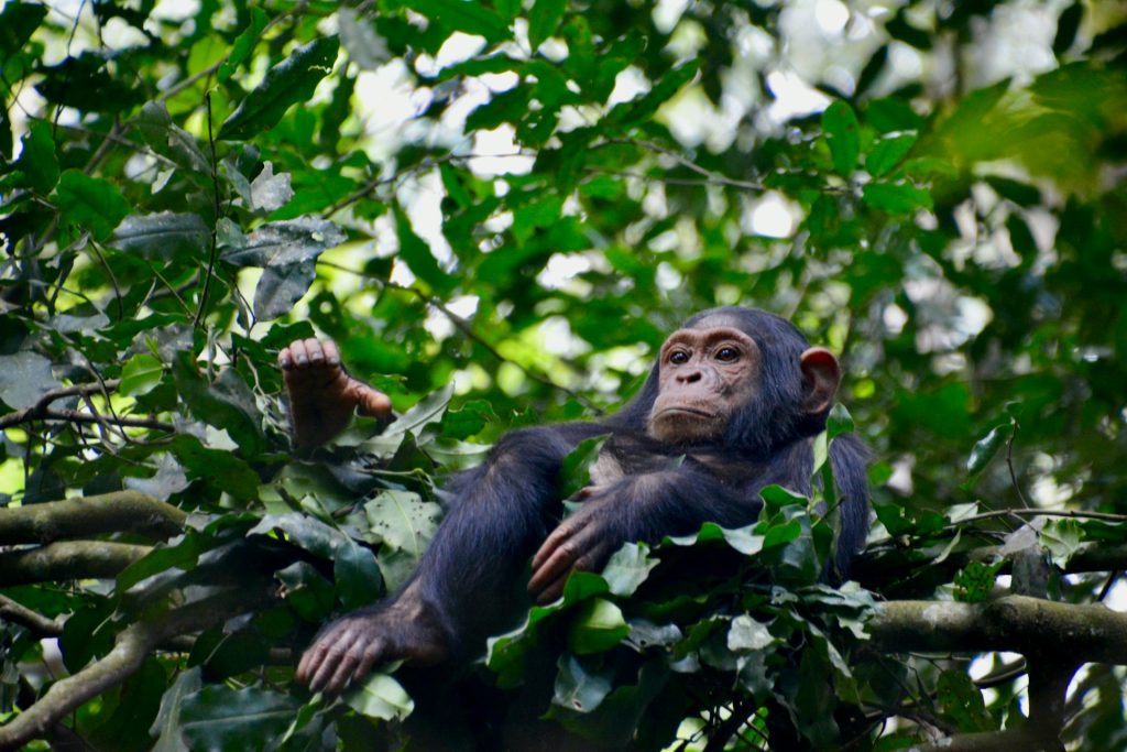Explore Gishwati-Mukura National Park - Biodiversity & Primate Trekking