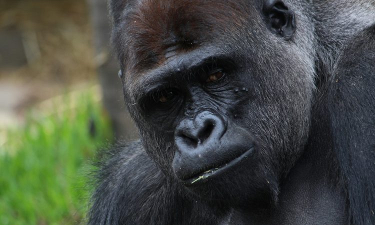 Kahuzi Biega National Park - Lowland Gorilla Trekking & Wildlife