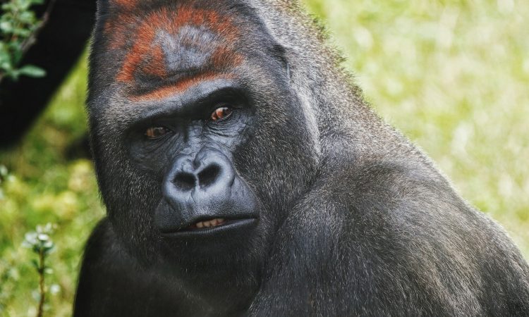 Detailed 6-Day Congo Gorilla Tour Itinerary
