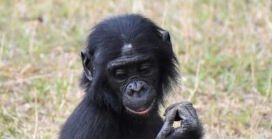 3 Days Bonobo Chimpanzee Trekking in DR Congo